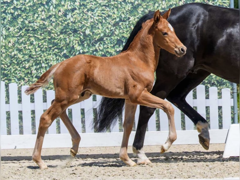 Westfaliano Semental Potro (04/2026) 168 cm Alazán in Nottuln