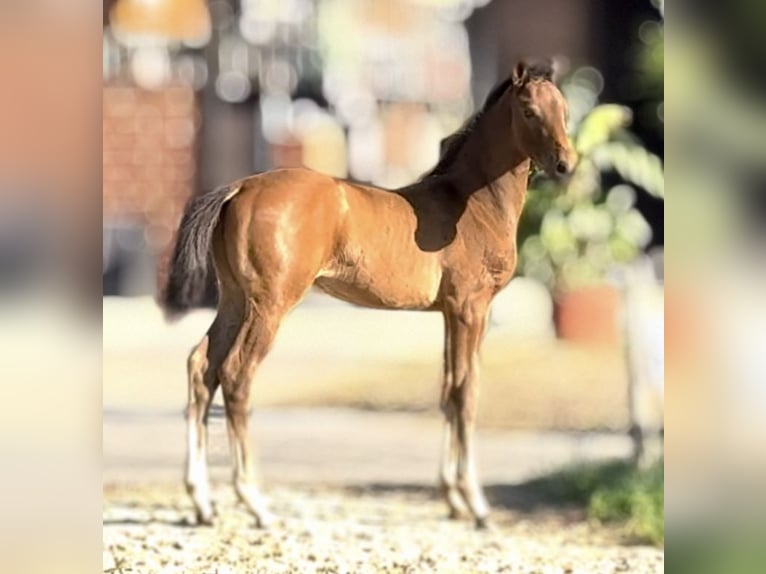 Westfaliano Semental Potro (04/2025) 168 cm Castaño in Warendorf