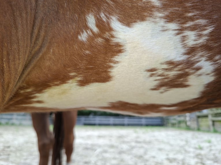 Westfaliano Semental Potro (04/2026) 170 cm Alazán in Rüthen