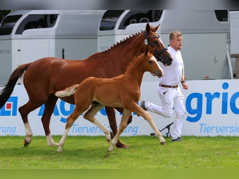 Westfaliano Semental Potro (05/2025) 170 cm Alazán in BeverungenBeverungen