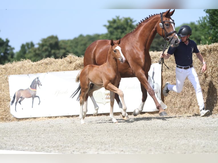 Westfaliano Semental  170 cm Alazán in Beverungen