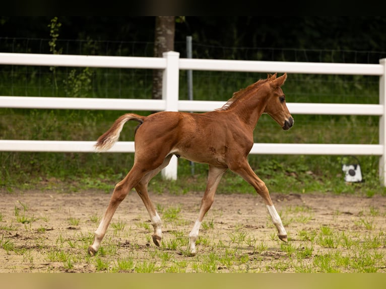 Westfaliano Semental Potro (05/2026) 170 cm Alazán-tostado in Greven