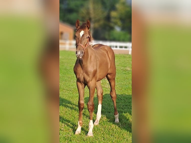 Westfaliano Semental Potro (02/2025) 170 cm Alazán-tostado in Hopsten