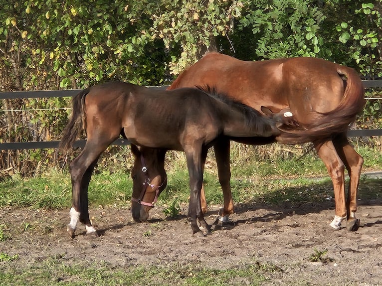 Westfaliano Semental  170 cm Castaño in Hövelhof