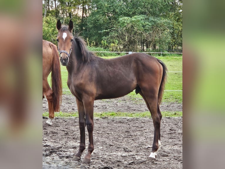 Westfaliano Semental  170 cm Castaño in Hövelhof