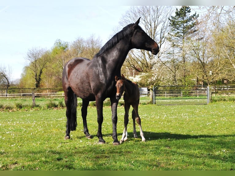 Westfaliano Semental Potro (04/2026) 170 cm Castaño oscuro in Nordkirchen