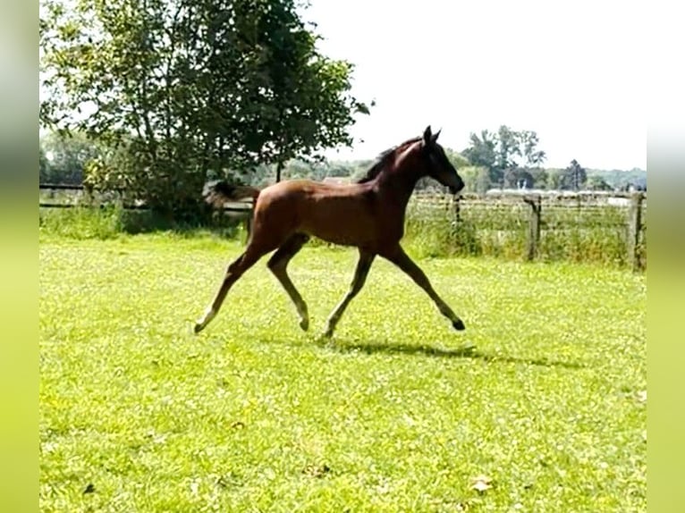 Westfaliano Semental Potro (04/2026) 170 cm Castaño oscuro in Nordkirchen