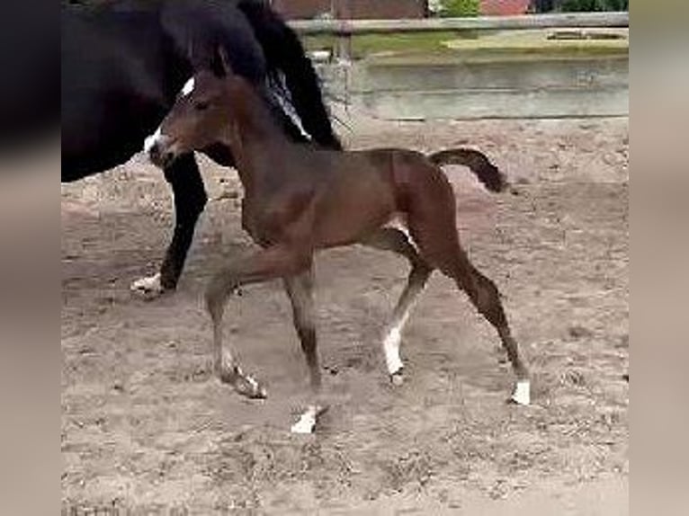 Westfaliano Semental Potro (06/2024) 170 cm Castaño oscuro in Telgte