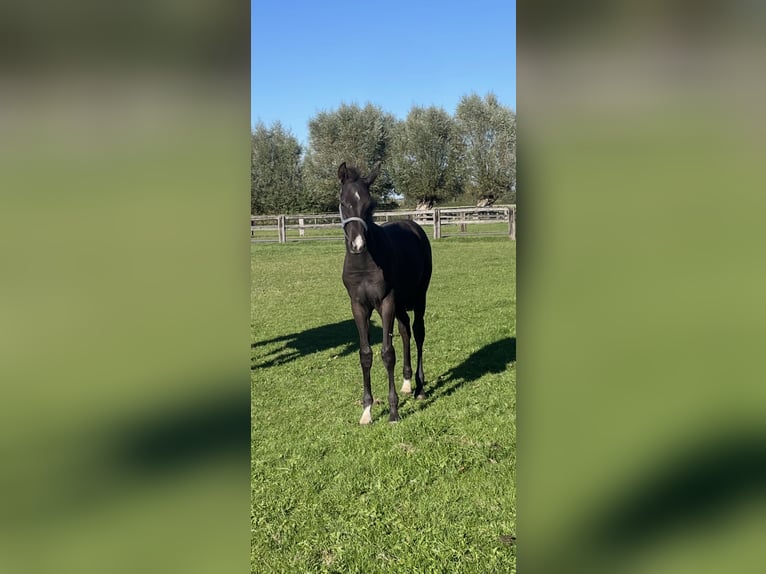 Westfaliano Semental Potro (04/2026) 170 cm Morcillo in Dülmen