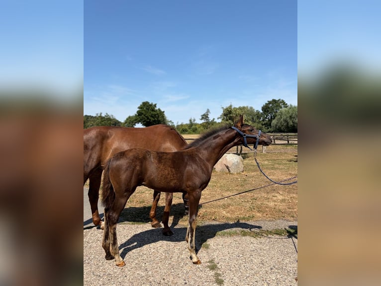 Westfaliano Semental Potro (04/2026) 170 cm Morcillo in Dülmen