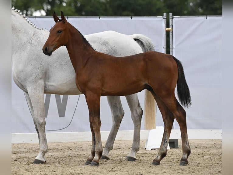 Westfaliano Semental Potro (05/2024) 172 cm Castaño in Reichenwalde