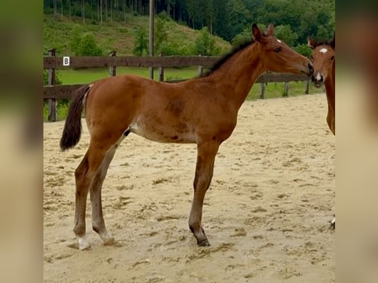 Westfaliano Semental Potro (04/2025) 173 cm Castaño in Kreuztal