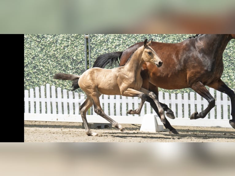 Westfaliano Semental Potro (04/2025) 175 cm Buckskin/Bayo in Edemissen