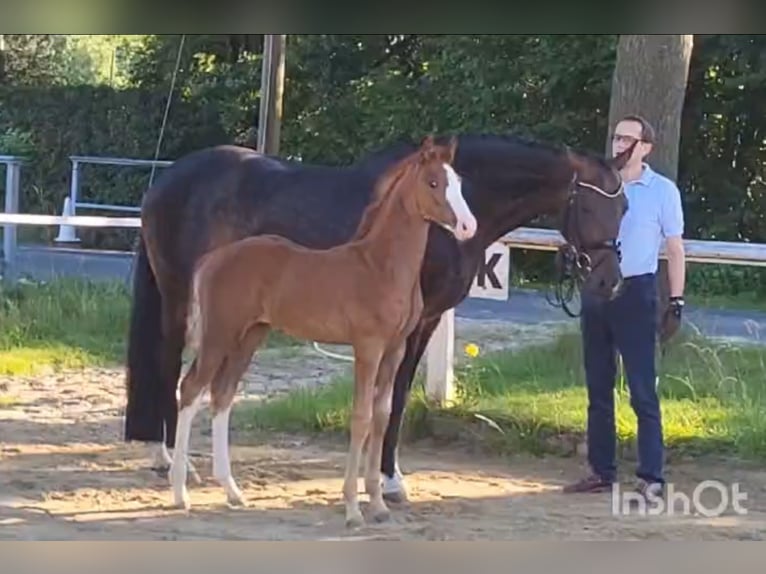 Westfaliano Semental Potro (05/2024) Alazán in Coesfeld