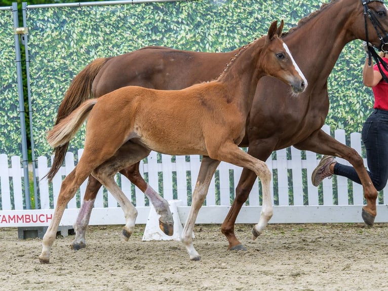Westfaliano Semental Potro (04/2026) Alazán in Mnster-Handorf