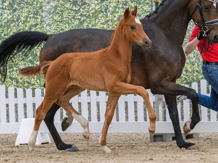 Westfaliano Semental Potro (05/2026) Alazán in Mnster-Handorf