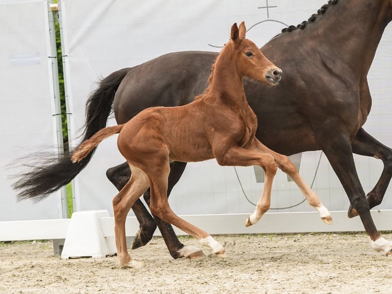 Westfaliano Semental Potro (01/2024) Alazán in Münster-Handorf