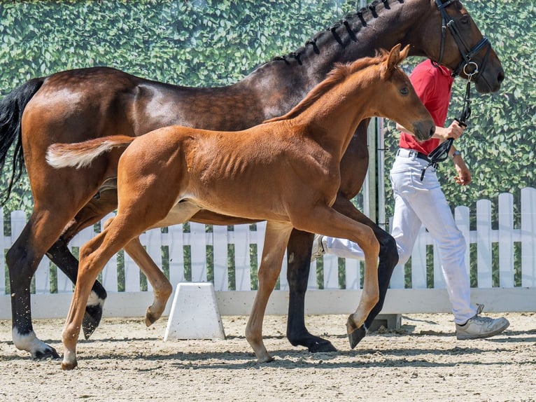 Westfaliano Semental  Alazán in M&#xFC;nster Handorf