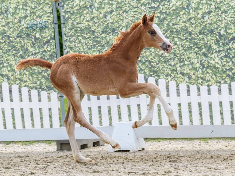 Westfaliano Semental Potro (04/2026) Alazán in Wettringen