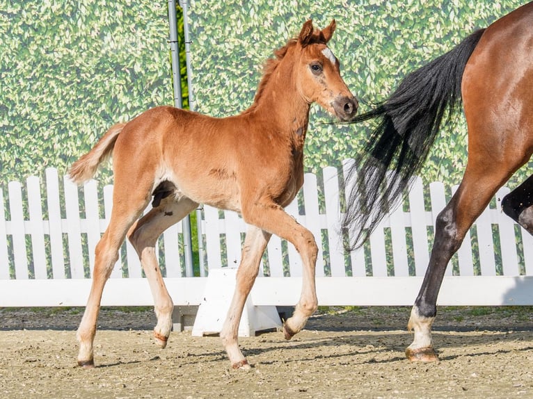 Westfaliano Semental Potro (04/2026) Alazán in Mnster-Handorf