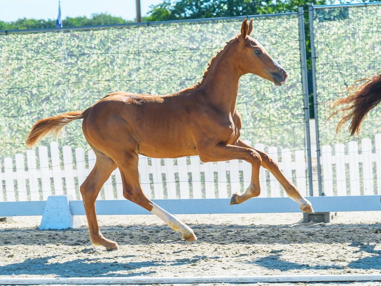 Westfaliano Semental Potro (04/2026) Alazán in Mnster-Handorf
