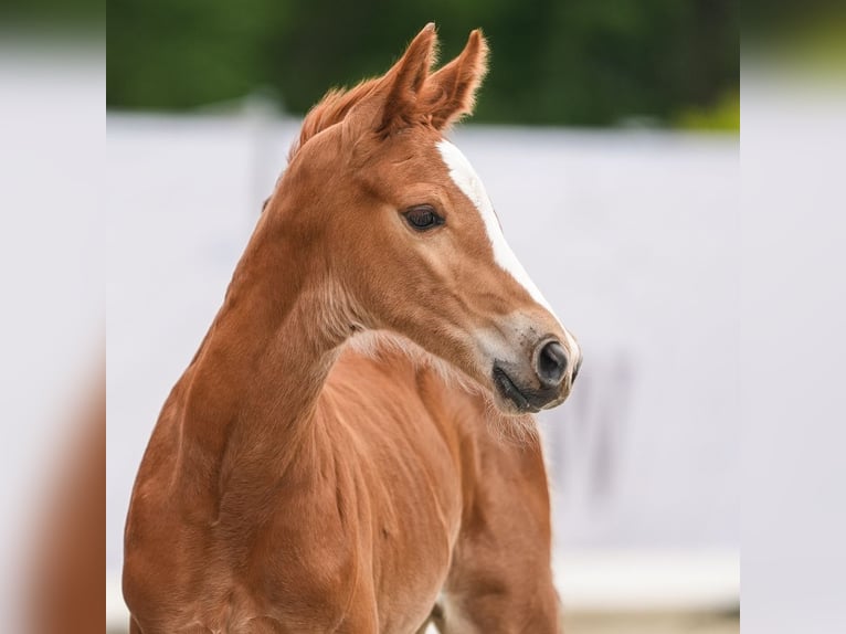 Westfaliano Semental Potro (05/2024) Alazán in Münster-Handorf