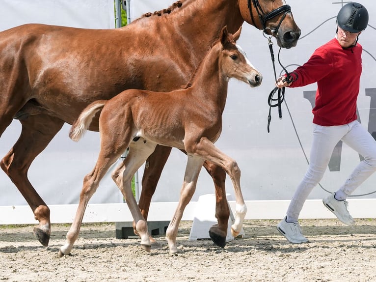 Westfaliano Semental Potro (05/2024) Alazán in Münster-Handorf