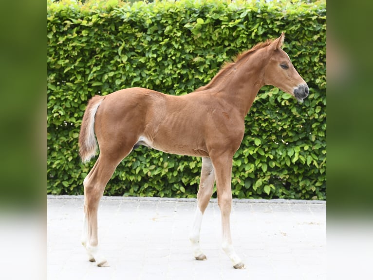 Westfaliano Semental Potro (04/2025) Alazán-tostado in M&#xFC;nchen