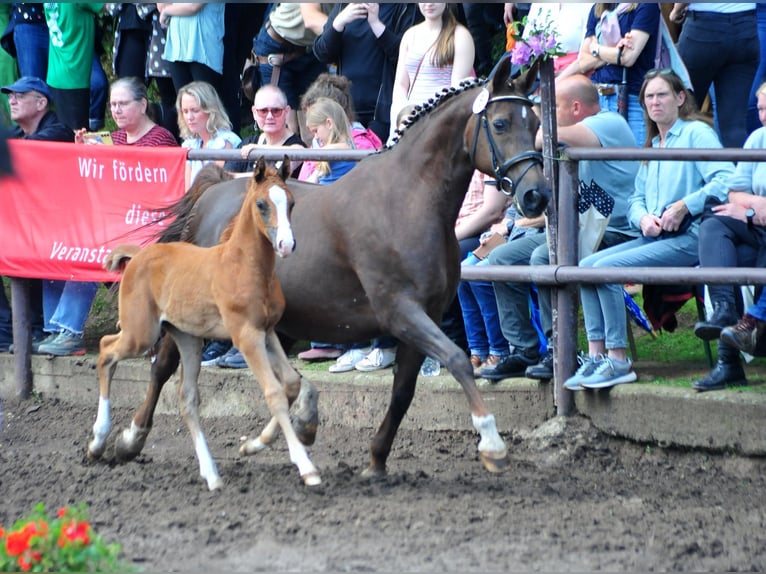 Westfaliano Semental Potro (04/2026) Alazán-tostado in Ostercappeln