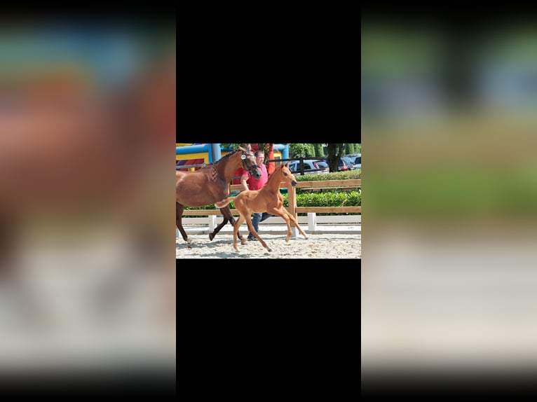 Westfaliano Semental Potro (05/2025) Alazán-tostado in Telgte