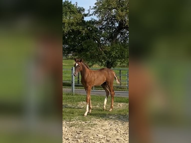 Westfaliano Semental Potro (05/2024) Alazán-tostado in Ennigerloh