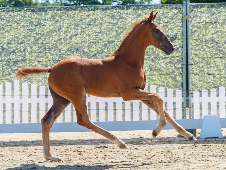 Westfaliano Semental Potro (04/2026) Alazán-tostado in Mnster-Handorf