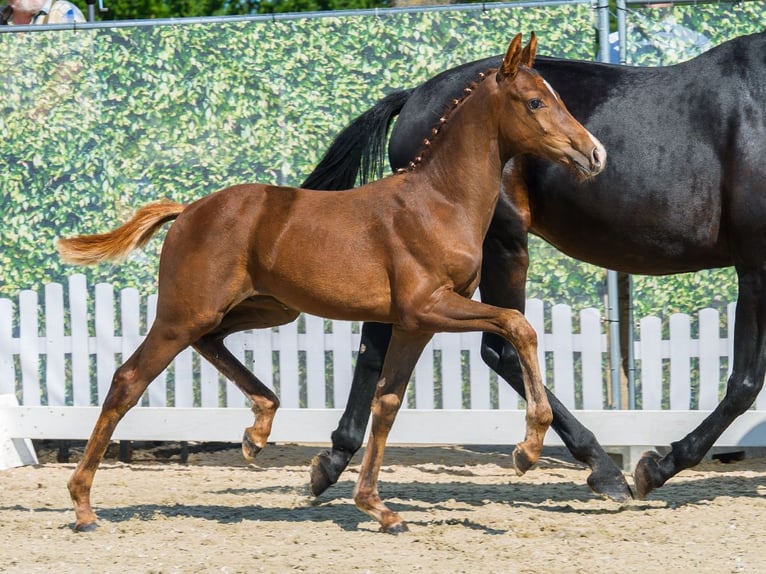 Westfaliano Semental Potro (05/2026) Alazán-tostado in Mnster-Handorf