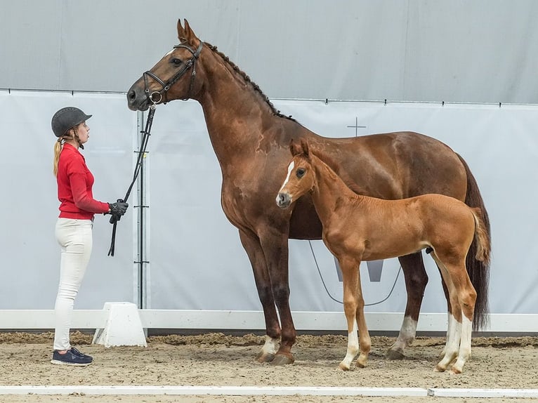 Westfaliano Semental Potro (05/2024) Alazán-tostado in Münster-Handorf