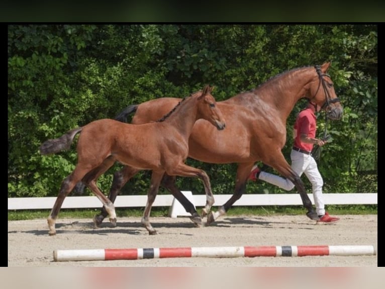 Westfaliano Semental  Castaño in Brakel