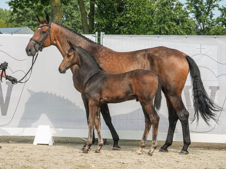 Westfaliano Semental Potro (06/2024) Castaño in Lüdinghausen