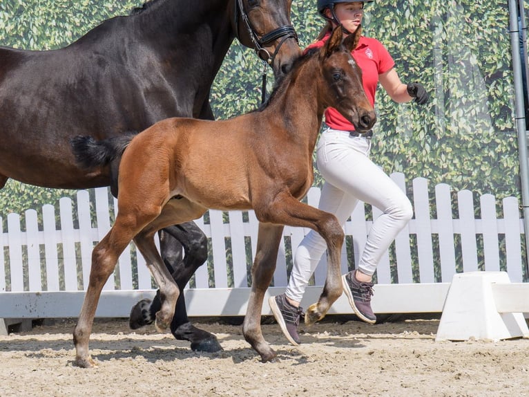 Westfaliano Semental  Castaño in Mnster-Handorf