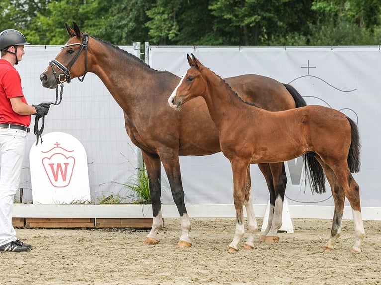 Westfaliano Semental Potro (05/2024) Castaño in Warendorf