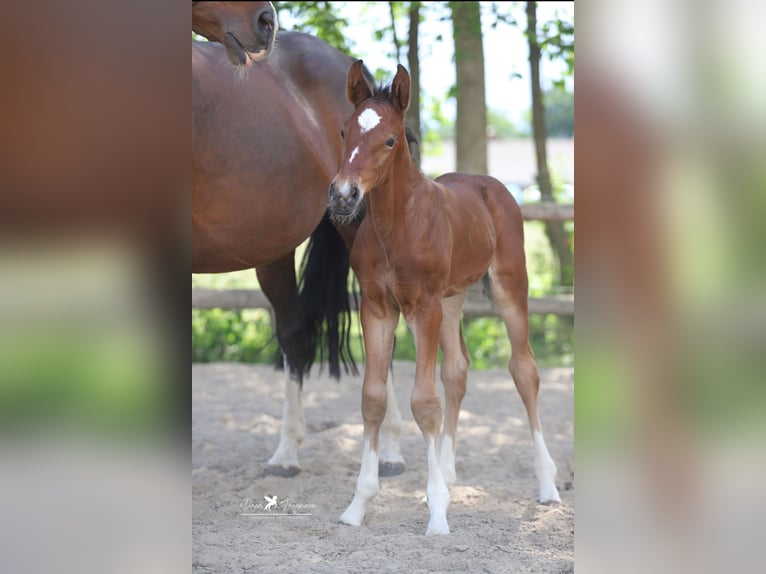 Westfaliano Semental Potro (05/2025) Castaño in Neuenkirchen-V&#xF6;rden