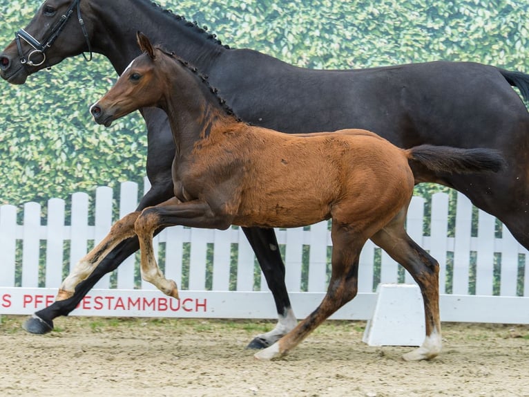 Westfaliano Semental Potro (05/2026) Castaño in Mnster-Handorf