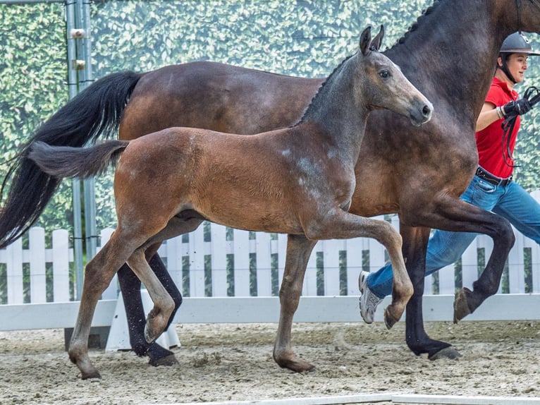 Westfaliano Semental  Castaño in M&#xFC;nster Handorf