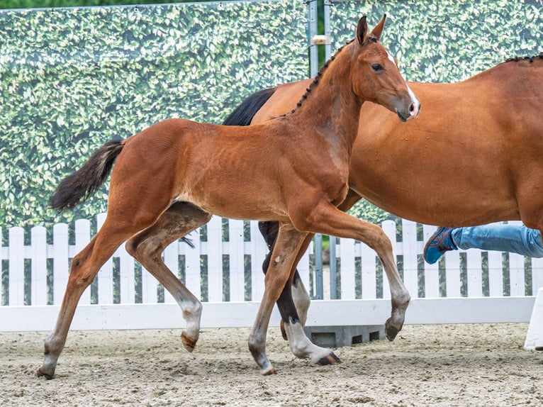 Westfaliano Semental  Castaño in M&#xFC;nster Handorf