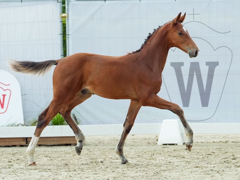 Westfaliano Semental Potro (04/2024) Castaño in Münster-Handorf