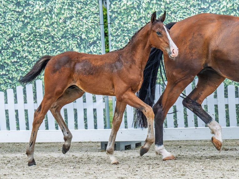 Westfaliano Semental  Castaño in M&#xFC;nster Handorf