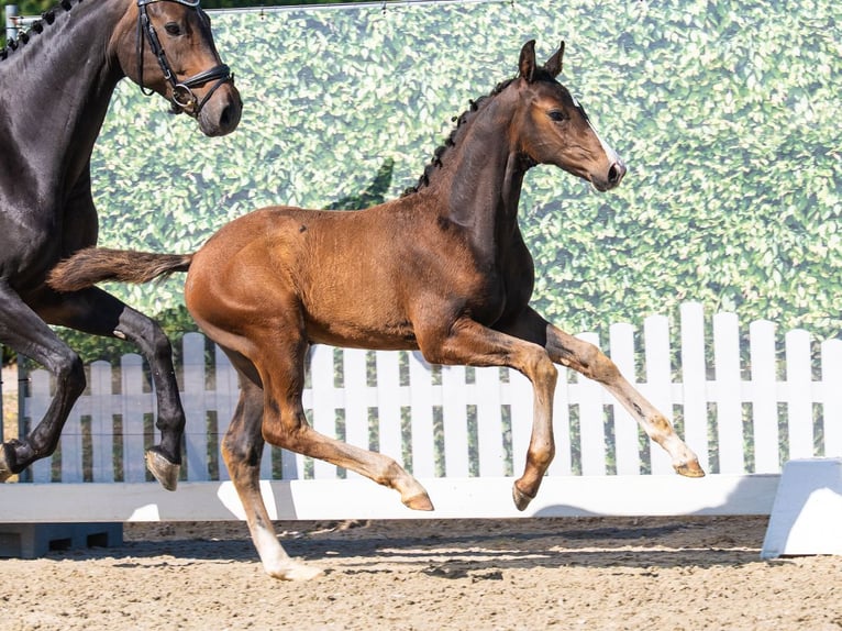 Westfaliano Semental Potro (05/2026) Castaño oscuro in Mnster-Handorf