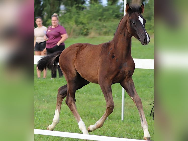 Westfaliano Semental Potro (05/2025) Castaño oscuro in Neuenegg