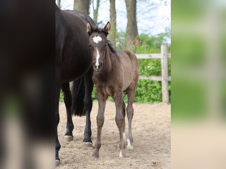 Westfaliano Semental Potro (03/2026) Grullo in Neuenkirchen-Vörden