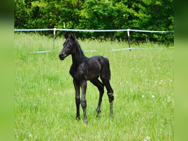 Westfaliano Semental Potro (05/2026) Morcillo in Soest