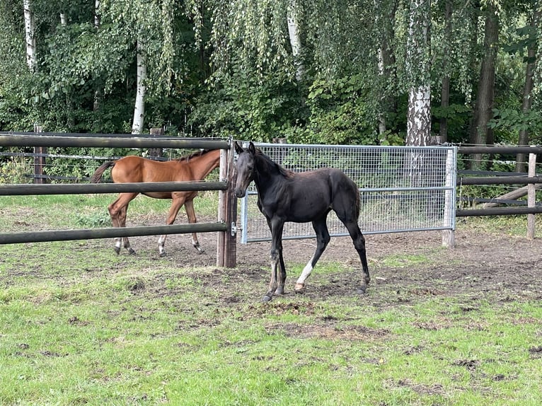 Westfaliano Semental Potro (06/2024) Morcillo in Hamm