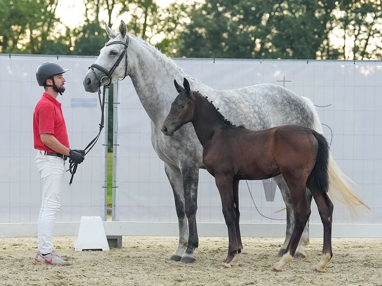 Westfaliano Semental Potro (05/2024) Morcillo in Münster-Handorf